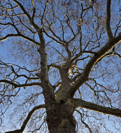 Meilleurs vœux de longévité pour 2026 ! Un être vivant si différent de nous et pourtant si proche